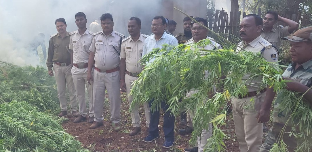 ୩ ଏକର ଜମିରେ ହୋଇଥିବା ଲକ୍ଷାଧିକ ଟଙ୍କାର ଗଞ୍ଜେଇ ଚାଷ ନଷ୍ଟ